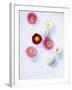 Daisy, Bellis Perennis, Blossoms, Pink, White, Red-Axel Killian-Framed Photographic Print