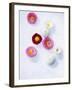 Daisy, Bellis Perennis, Blossoms, Pink, White, Red-Axel Killian-Framed Photographic Print