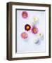 Daisy, Bellis Perennis, Blossoms, Pink, White, Red-Axel Killian-Framed Photographic Print