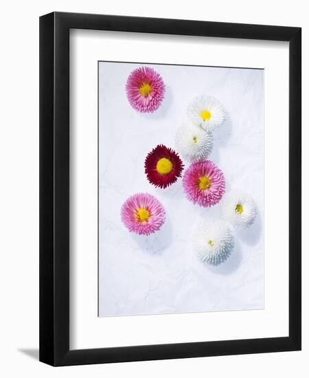 Daisy, Bellis Perennis, Blossoms, Pink, White, Red-Axel Killian-Framed Photographic Print