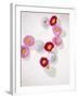 Daisy, Bellis Perennis, Blossoms, Pink, White, Red-Axel Killian-Framed Photographic Print