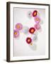 Daisy, Bellis Perennis, Blossoms, Pink, White, Red-Axel Killian-Framed Photographic Print