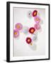 Daisy, Bellis Perennis, Blossoms, Pink, White, Red-Axel Killian-Framed Photographic Print