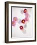 Daisy, Bellis Perennis, Blossoms, Pink, White, Red-Axel Killian-Framed Photographic Print