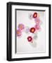 Daisy, Bellis Perennis, Blossoms, Pink, White, Red-Axel Killian-Framed Photographic Print