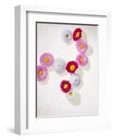 Daisy, Bellis Perennis, Blossoms, Pink, White, Red-Axel Killian-Framed Photographic Print