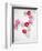 Daisy, Bellis Perennis, Blossoms, Pink, White, Red-Axel Killian-Framed Photographic Print