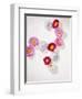 Daisy, Bellis Perennis, Blossoms, Pink, White, Red-Axel Killian-Framed Photographic Print