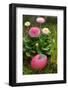 daisy, Bellis perennis, with Easter egg,-Sandra Gutekunst-Framed Photographic Print