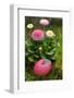 daisy, Bellis perennis, with Easter egg,-Sandra Gutekunst-Framed Photographic Print