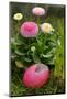 daisy, Bellis perennis, with Easter egg,-Sandra Gutekunst-Mounted Photographic Print