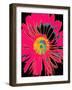 Daisy Big Pop-Ricki Mountain-Framed Art Print