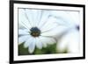 Daisy Blue I-Karin Connolly-Framed Premium Giclee Print