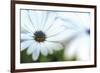 Daisy Blue I-Karin Connolly-Framed Premium Giclee Print