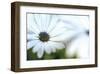 Daisy Blue I-Karin Connolly-Framed Art Print