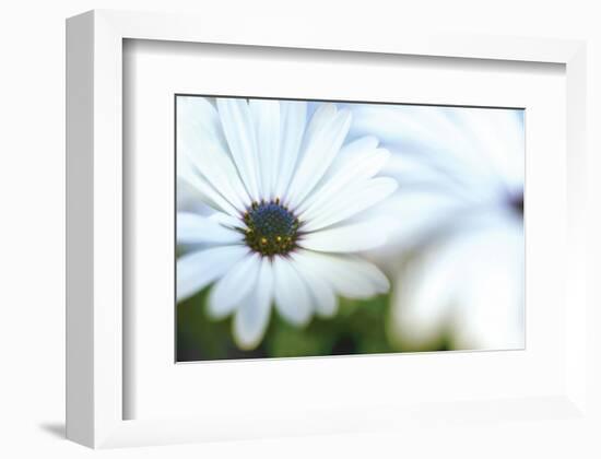 Daisy Blue I-Karin Connolly-Framed Art Print