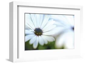 Daisy Blue I-Karin Connolly-Framed Art Print