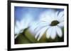 Daisy Blue II-Karin Connolly-Framed Premium Giclee Print