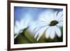 Daisy Blue II-Karin Connolly-Framed Premium Giclee Print