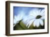 Daisy Blue II-Karin Connolly-Framed Art Print