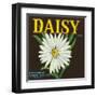 Daisy Brand Citrus Crate Label - Covina, CA-Lantern Press-Framed Art Print