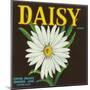 Daisy Brand Citrus Crate Label - Covina, CA-Lantern Press-Mounted Art Print