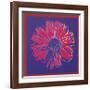 Daisy, c.1982 (Blue and Red)-Andy Warhol-Framed Giclee Print