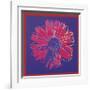 Daisy, c.1982 (Blue and Red)-Andy Warhol-Framed Giclee Print