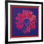 Daisy, c.1982 (Blue and Red)-Andy Warhol-Framed Giclee Print