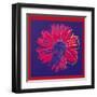 Daisy, c.1982 (Blue and Red)-Andy Warhol-Framed Art Print