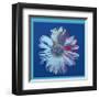 Daisy, c.1982 (Blue on Blue)-Andy Warhol-Framed Giclee Print