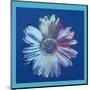 Daisy, c.1982 (Blue on Blue)-Andy Warhol-Mounted Giclee Print