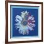 Daisy, c.1982 (Blue on Blue)-Andy Warhol-Framed Giclee Print