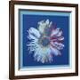 Daisy, c.1982 (Blue on Blue)-Andy Warhol-Framed Giclee Print