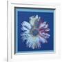 Daisy, c.1982 (Blue on Blue)-Andy Warhol-Framed Giclee Print