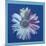 Daisy, c.1982 (Blue on Blue)-Andy Warhol-Mounted Giclee Print