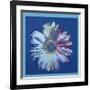 Daisy, c.1982 (Blue on Blue)-Andy Warhol-Framed Giclee Print