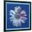 Daisy, c.1982 (Blue on Blue)-Andy Warhol-Framed Giclee Print