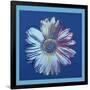 Daisy, c.1982 (Blue on Blue)-Andy Warhol-Framed Giclee Print