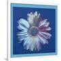 Daisy, c.1982 (Blue on Blue)-Andy Warhol-Framed Giclee Print