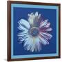 Daisy, c.1982 (Blue on Blue)-Andy Warhol-Framed Giclee Print