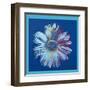 Daisy, c.1982 (Blue on Blue)-Andy Warhol-Framed Art Print