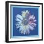 Daisy, c.1982 (blue on blue)-Andy Warhol-Framed Art Print