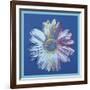 Daisy, c.1982 (blue on blue)-Andy Warhol-Framed Art Print