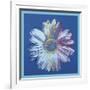 Daisy, c.1982 (blue on blue)-Andy Warhol-Framed Art Print