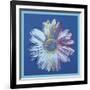 Daisy, c.1982 (blue on blue)-Andy Warhol-Framed Art Print