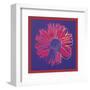 Daisy, c.1982 (blue & red)-Andy Warhol-Framed Art Print