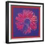 Daisy, c.1982 (blue & red)-Andy Warhol-Framed Art Print