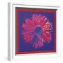 Daisy, c.1982 (blue & red)-Andy Warhol-Framed Art Print