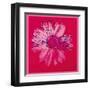 Daisy, c.1982 (Crimson and Pink)-Andy Warhol-Framed Art Print